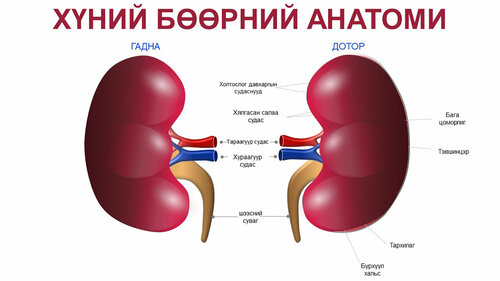 Эрүүл мэндийн байгууллагын сургалт, тайланд тохиромжтой инфографик. Бөөр