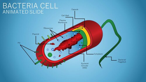 BACTERIA CELL