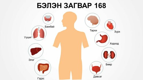 Хүний дотор эрхтэн загвар